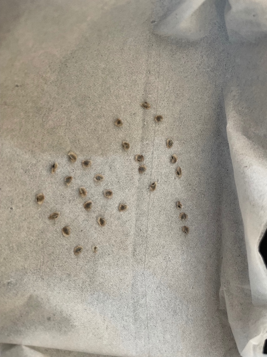 種子採取 の画像