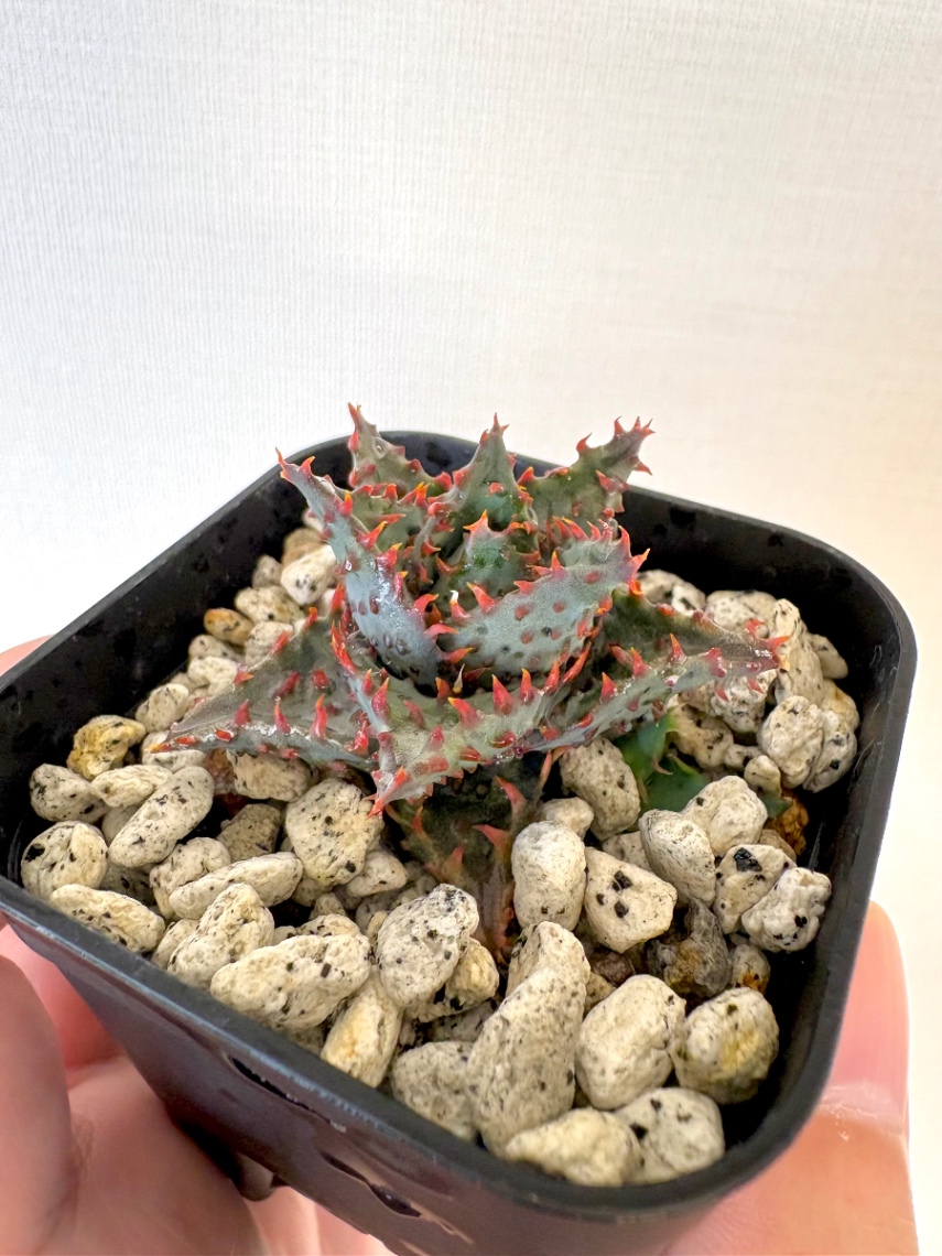 子株確認 の画像