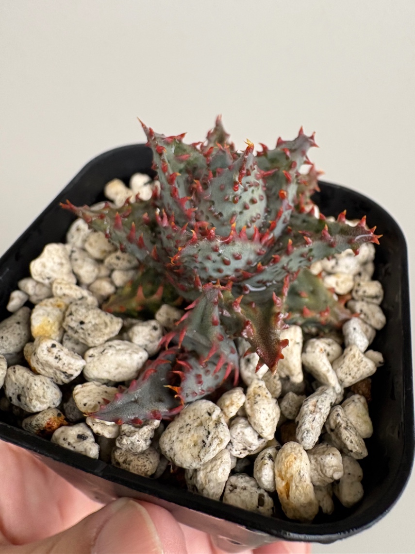 子株採取 の画像