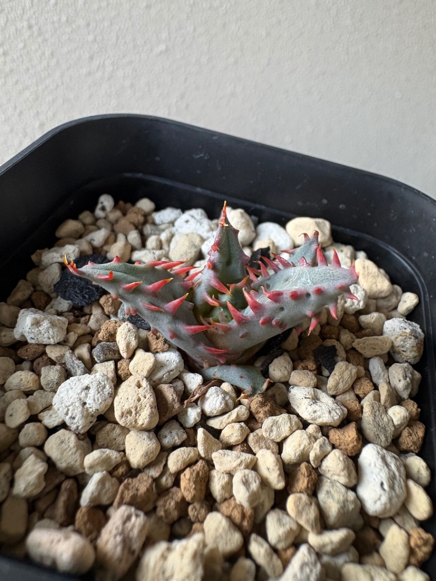 子株の譲渡 の画像