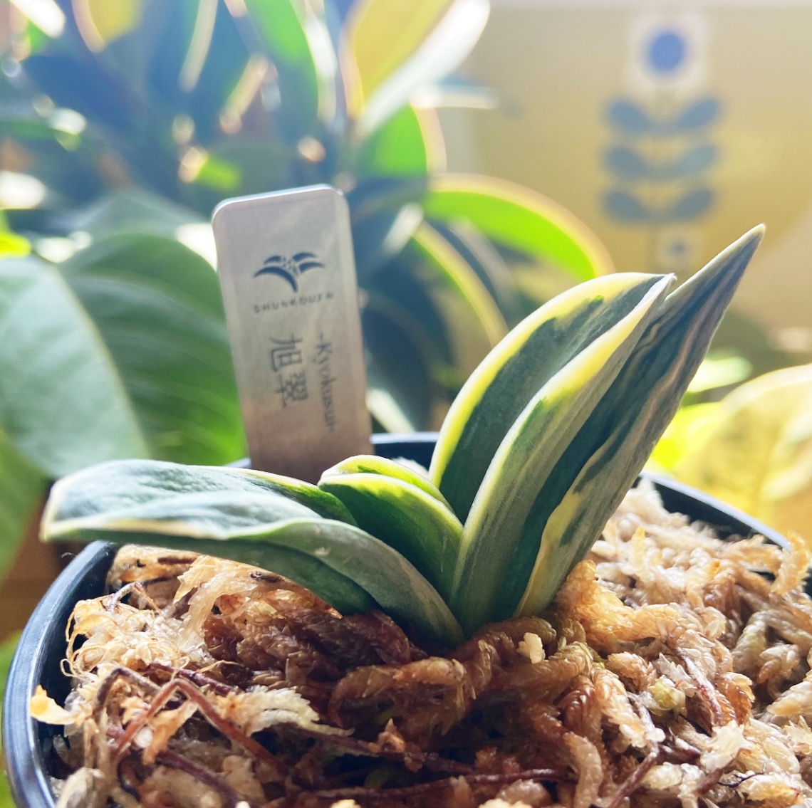 万年青デビューを振り返る の画像