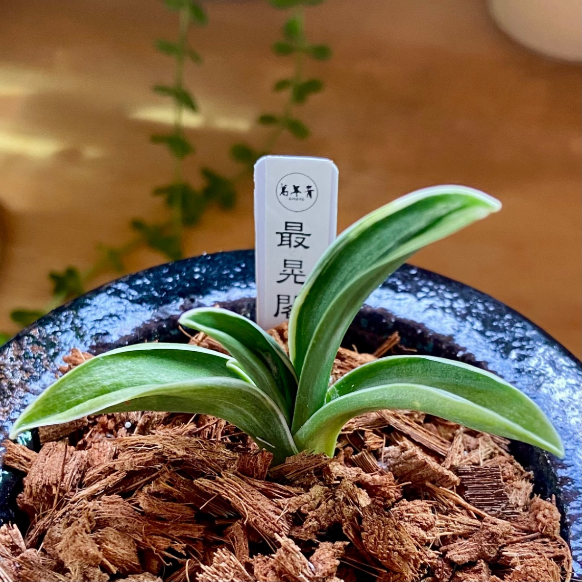 2025年9月 の画像