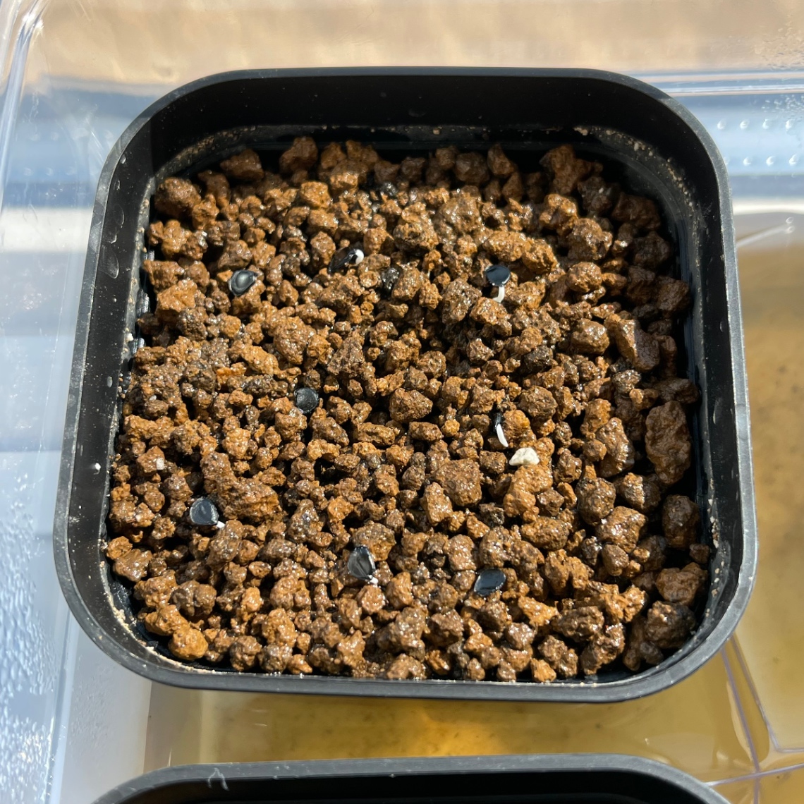 播種〜発芽の兆し の画像