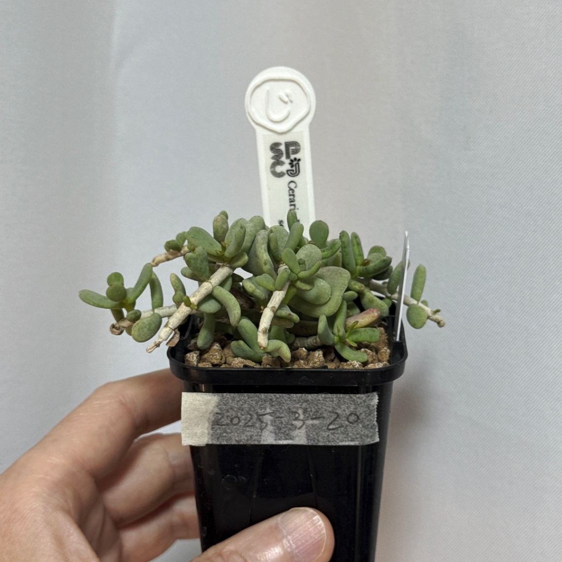 (じ)のケラリア・ピグマエア の画像