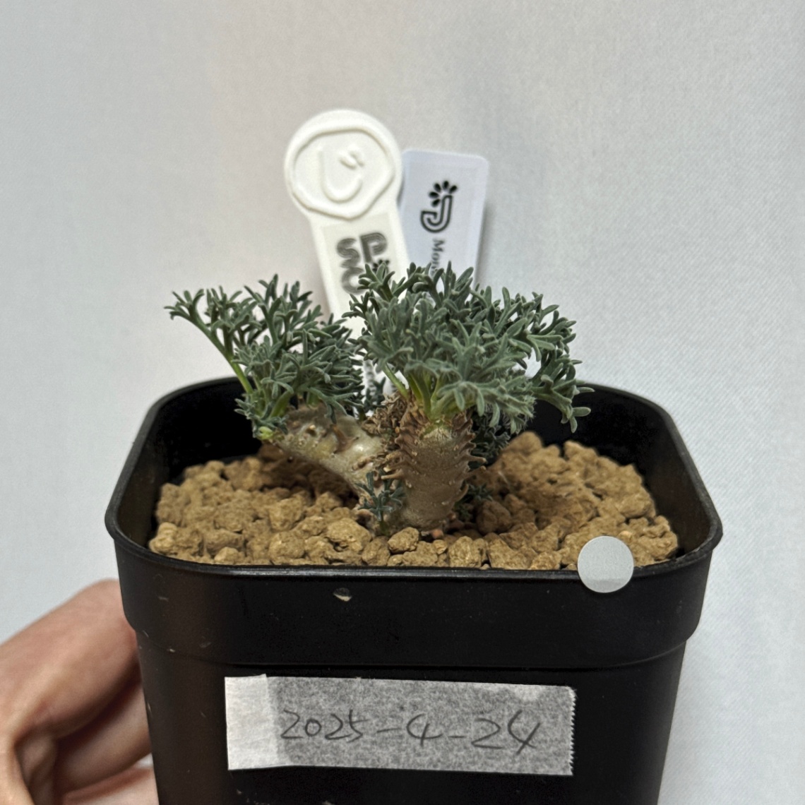 モンソニア・ムルチフィダ(サルコカウロン・ムルチフィズム) の画像