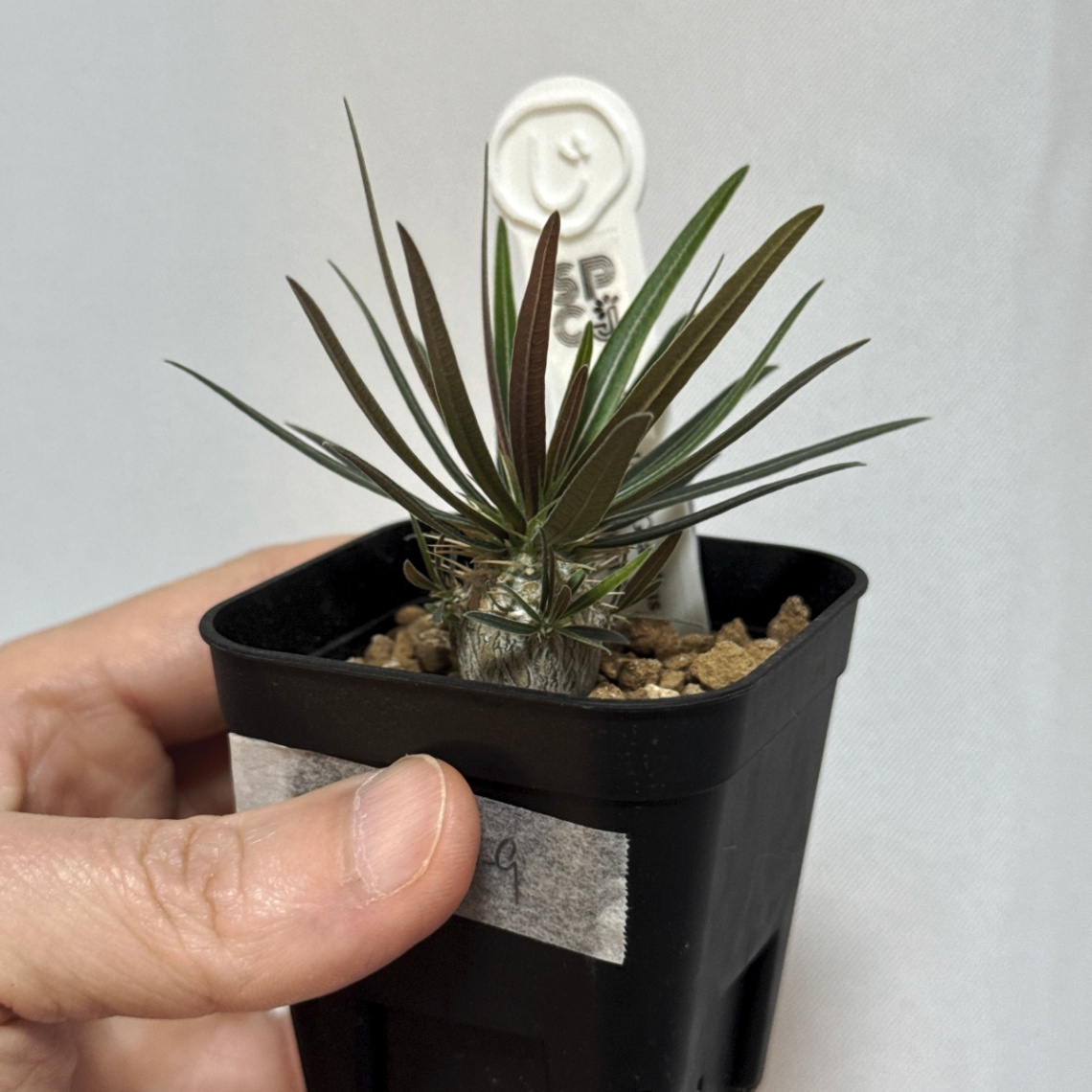 (じ)のパキポディウム・グラキリス の画像