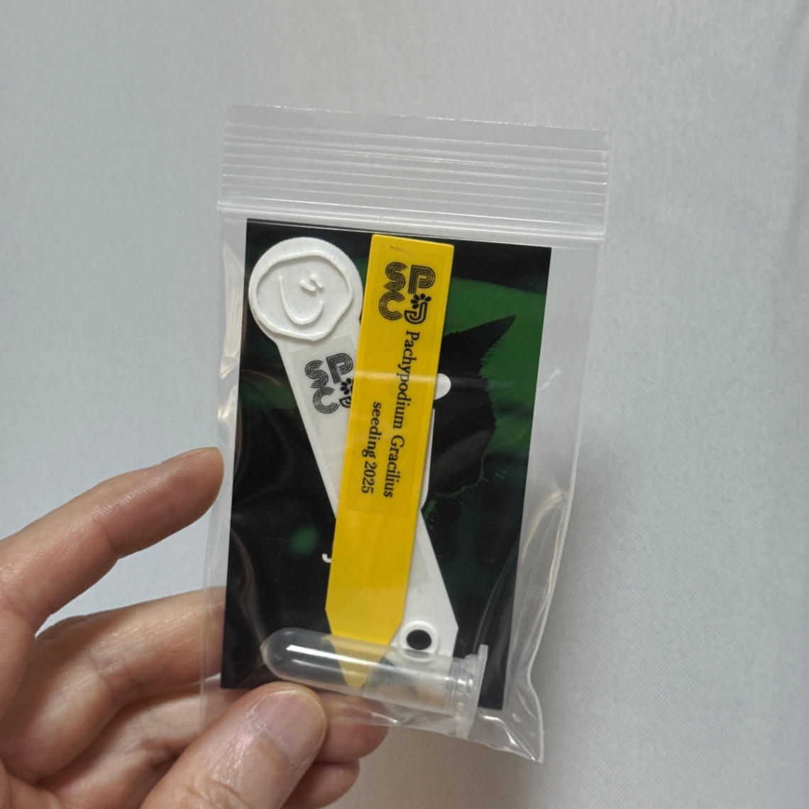 (じ)のパキポディウム・グラキリスの種 の画像