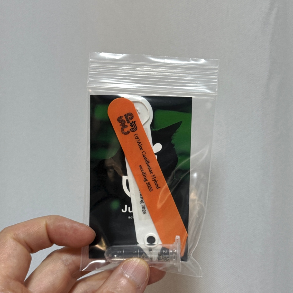 (じ)のアロエ・カスティロニアエHybridの種 の画像