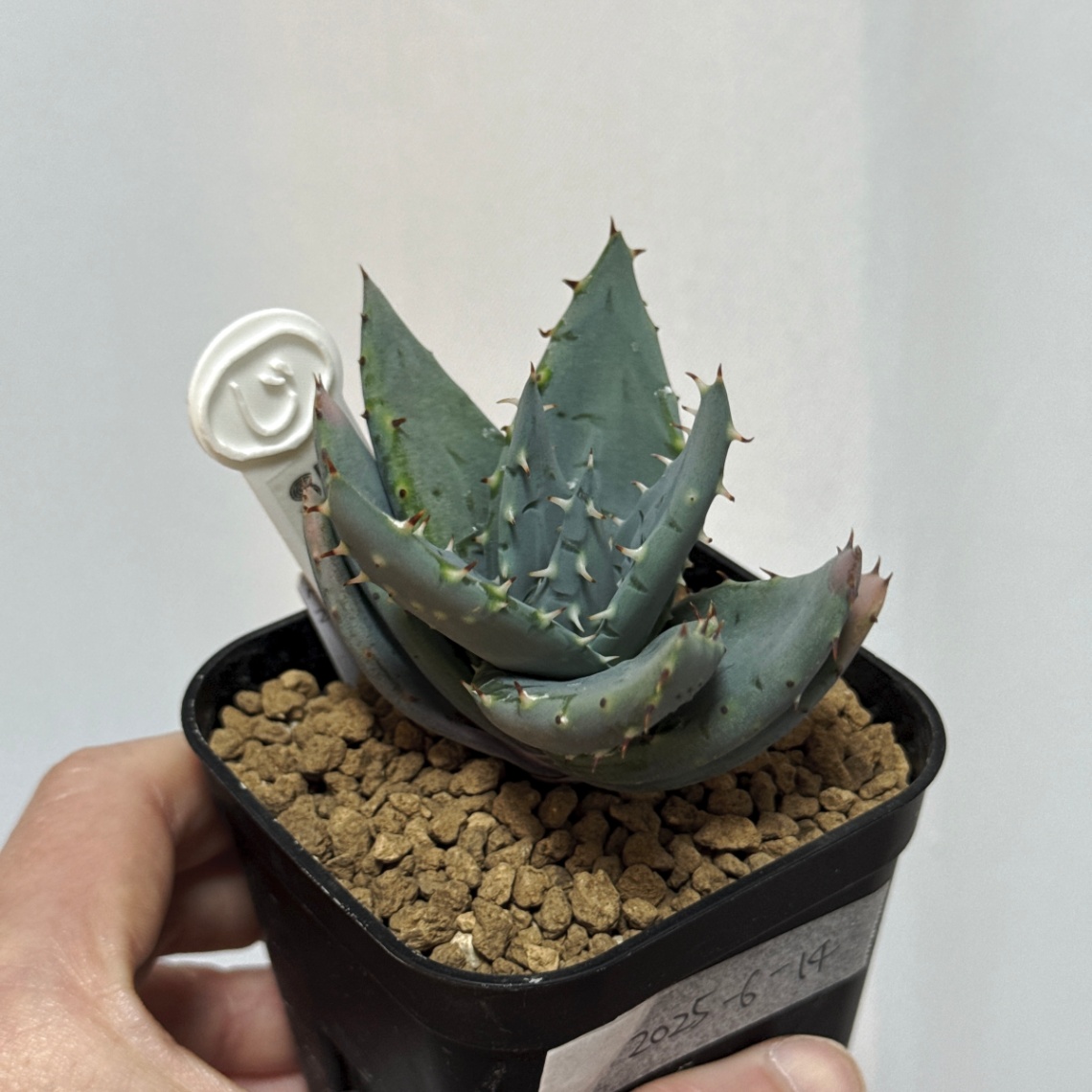 アロエ・ペグレラエ の画像