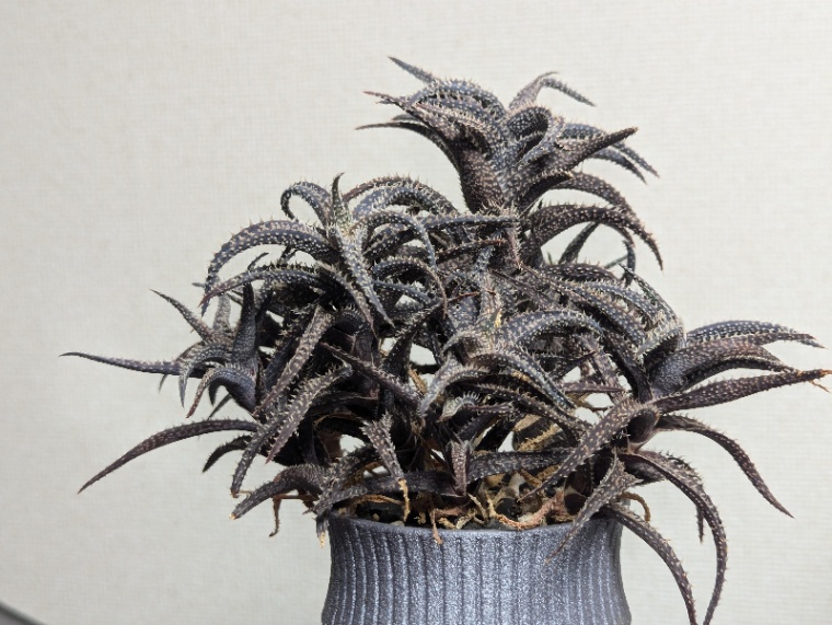 Aloe hyb DW #35 の画像