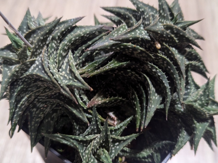 Aloe descoingsii の画像