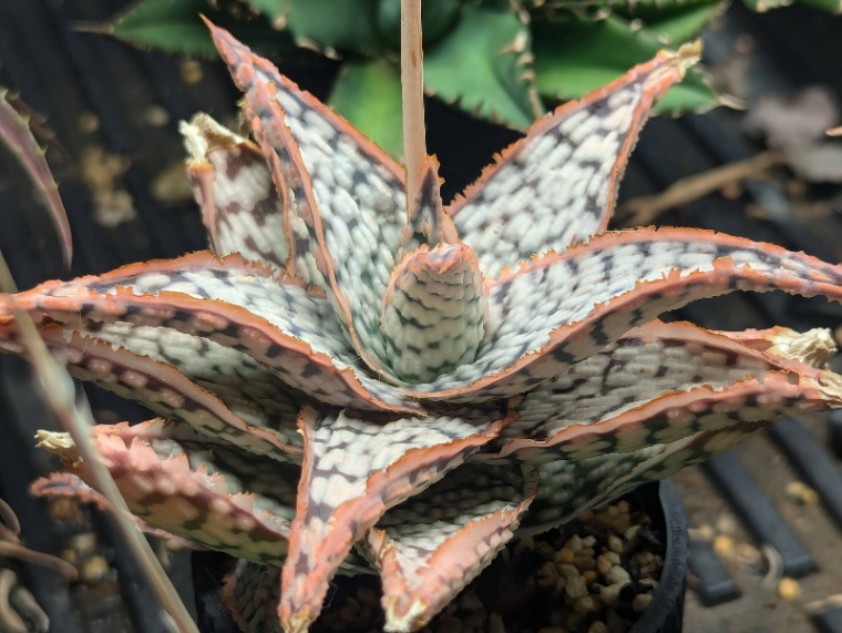 Aloe hyb の画像