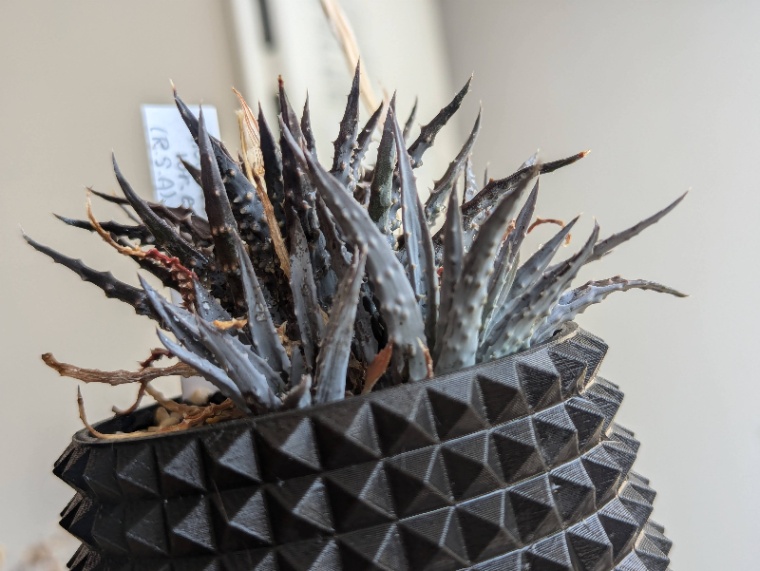 Aloe humilis var. echinata の画像