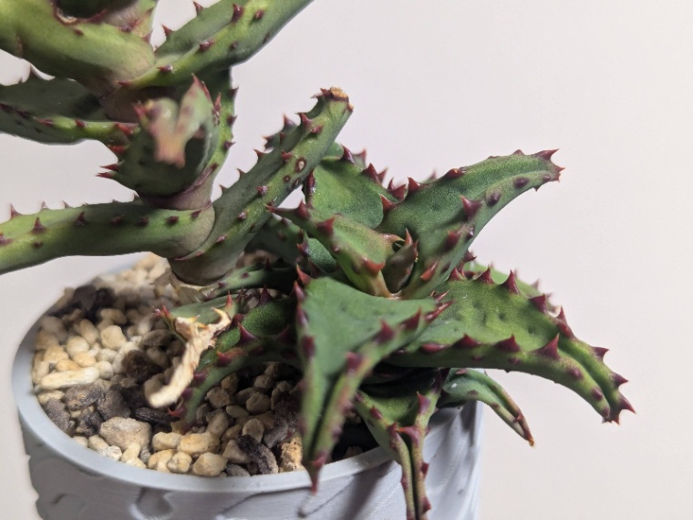 Aloe castilloniae の画像