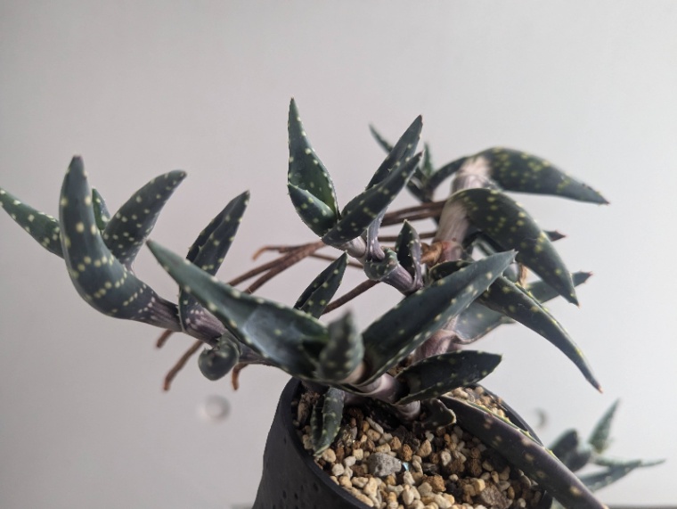 Aloe arenicola の画像