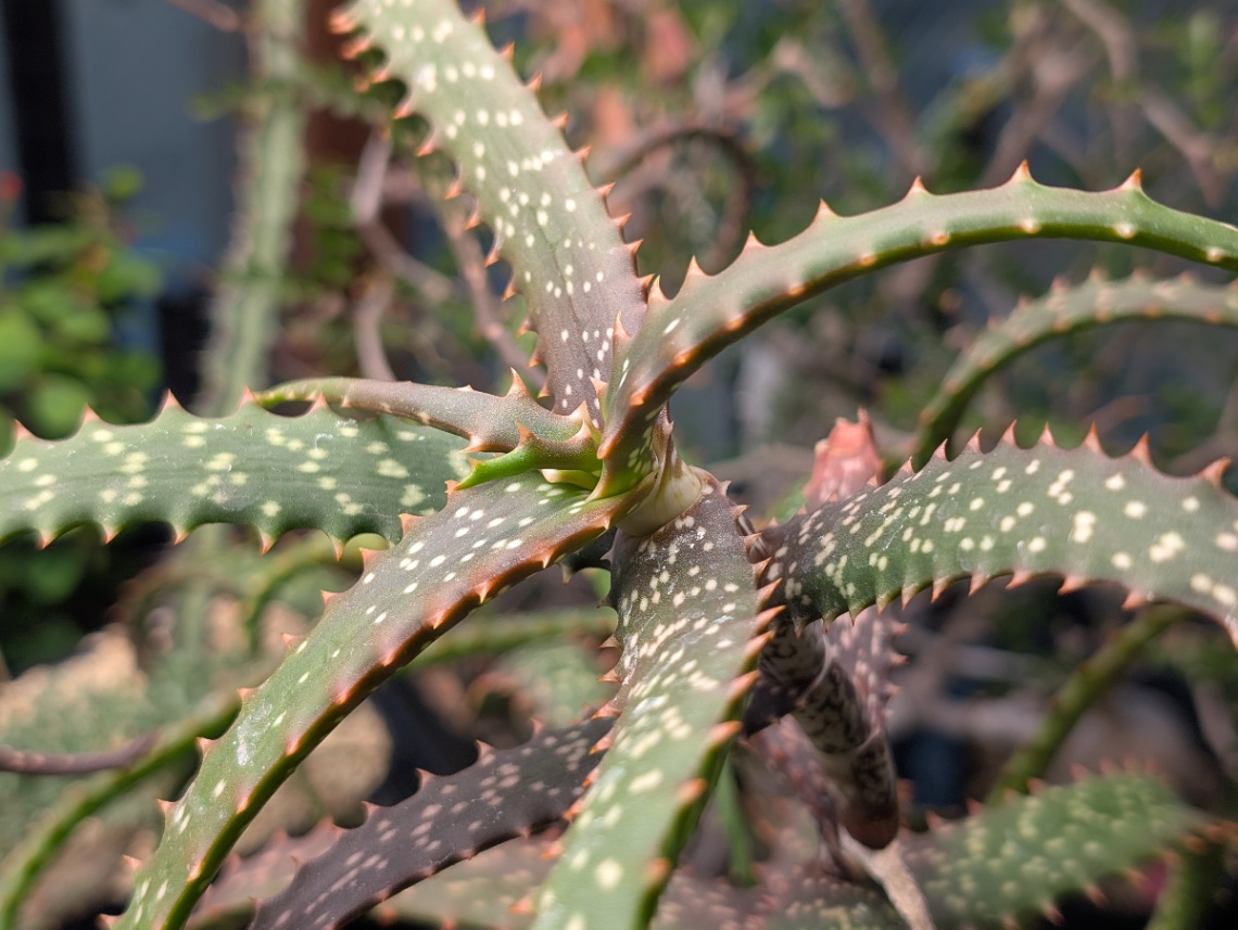 Aloe varimaculata の画像