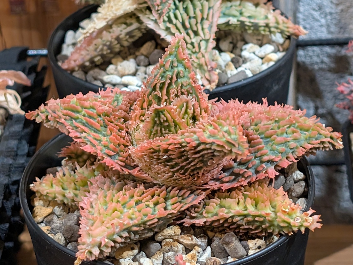 2025/12/07 の画像