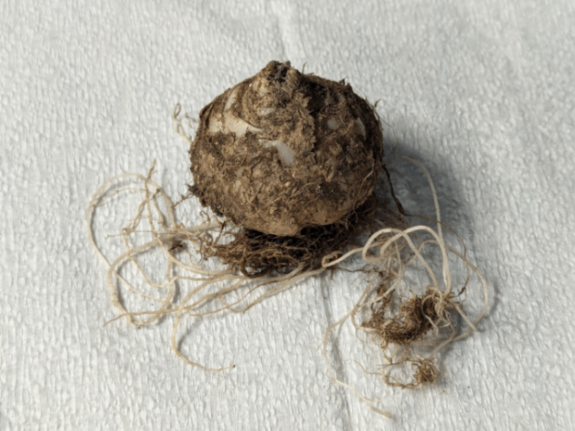 アルブカ コンコルディアナ 球根 の画像