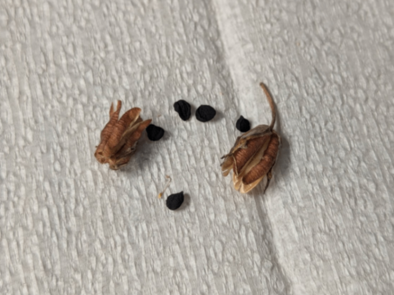 アルブカ コンコルディアナ 種子 （20粒程度） の画像