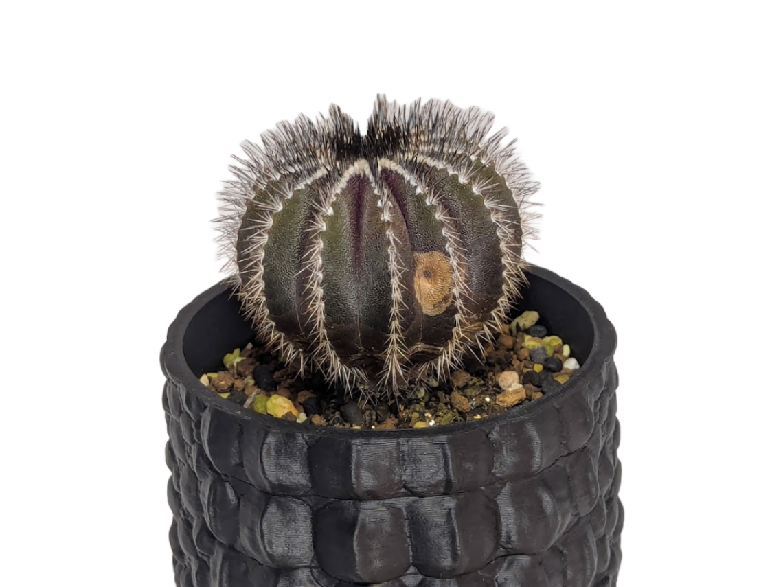 Uebelmannia pectinifera HU106 の画像