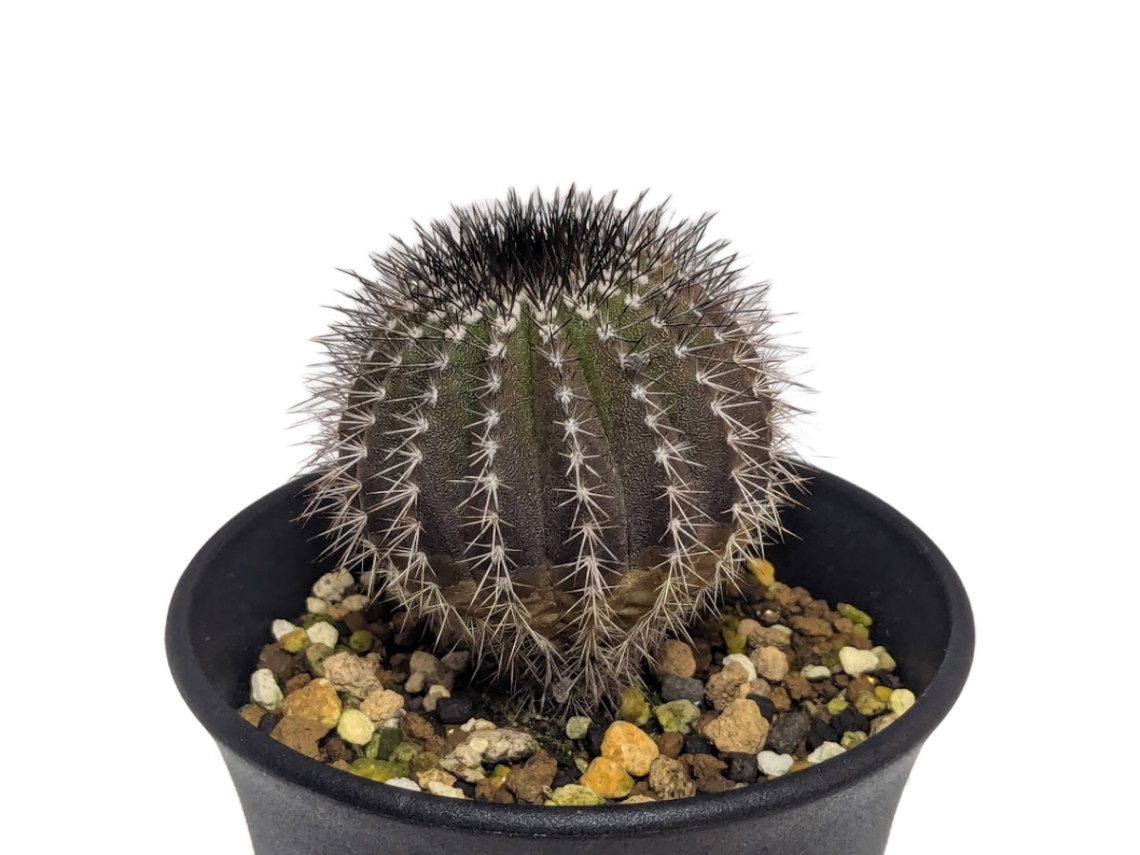 Uebelmannia pectinifera v. multicostata HU 362 の画像