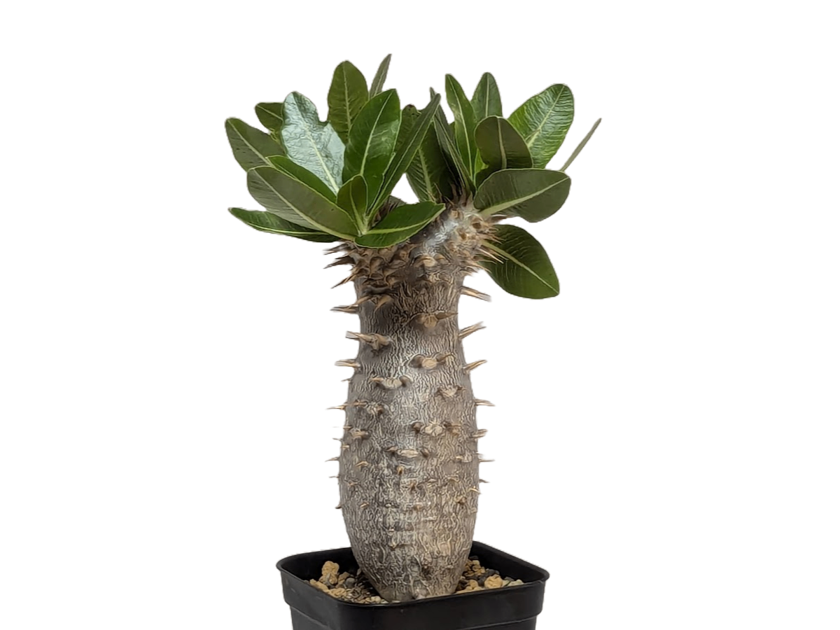 パキポディウム ホロンベンセ 実生 の画像