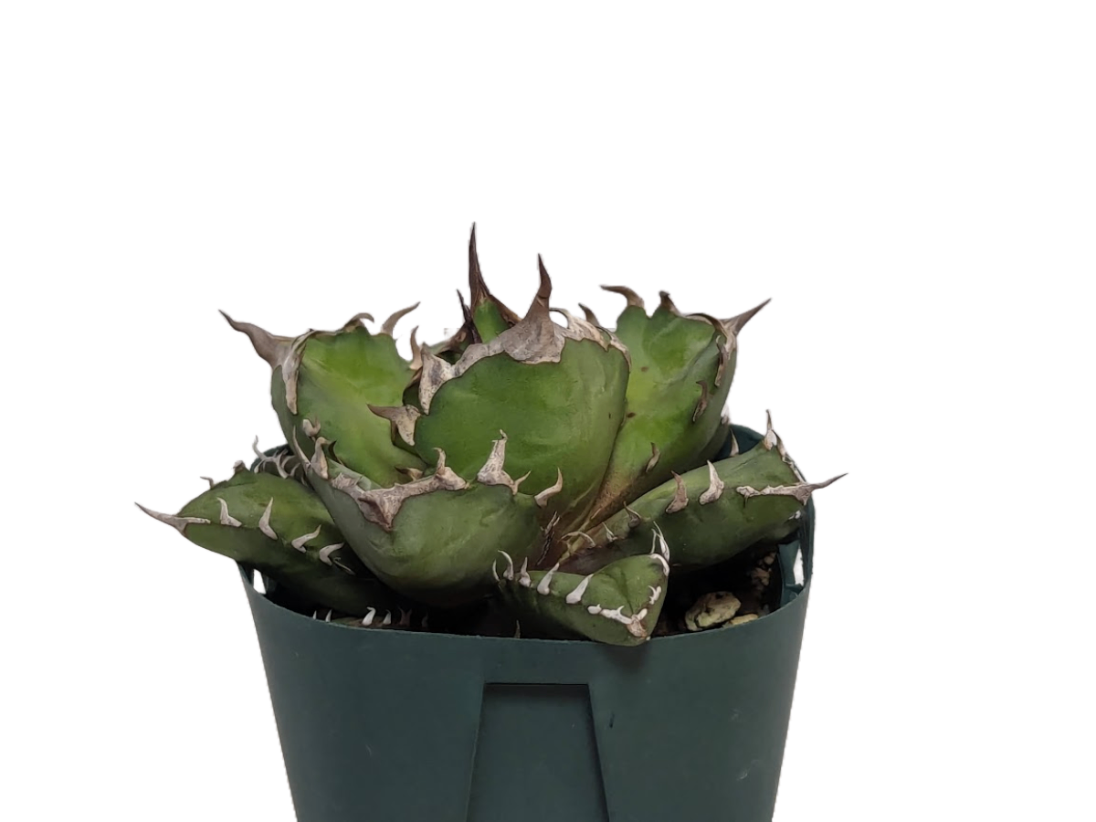 アガベ チタノタ 農大 の画像