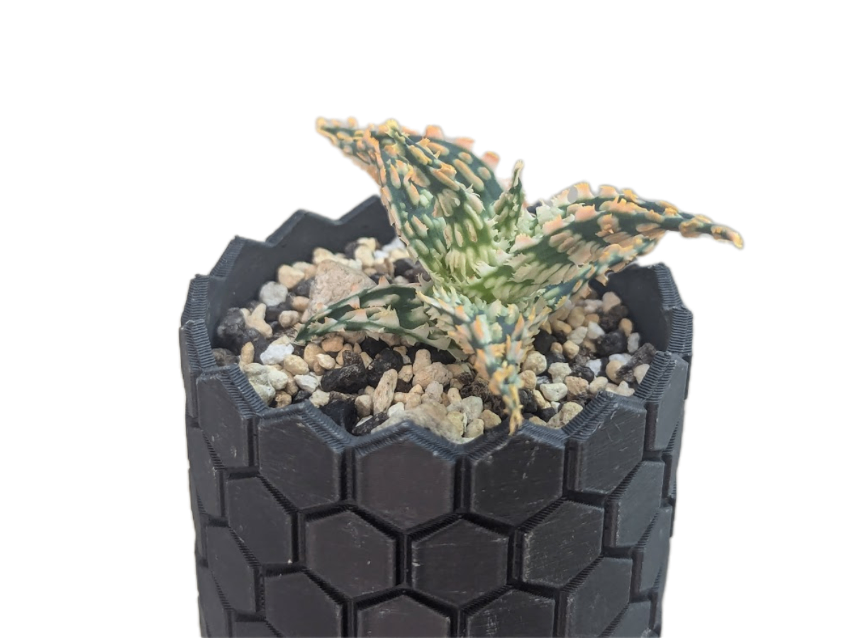 アロエ ハイブリッド #001 の画像