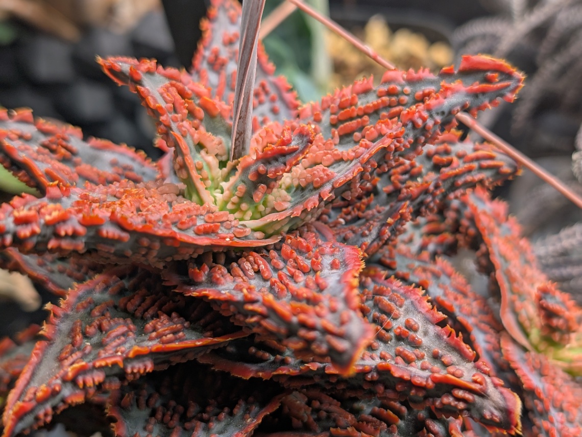 Aloe hyb 'lava' の画像