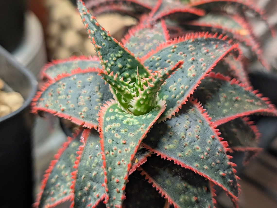 Aloe hyb ‘Christmas Carol’ の画像