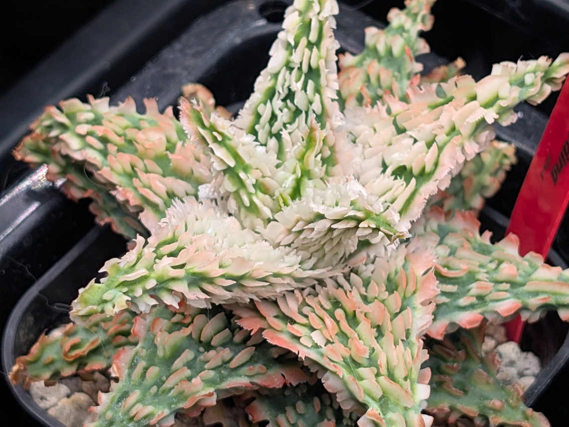 Aloe hyb アロエラボ実生 の画像