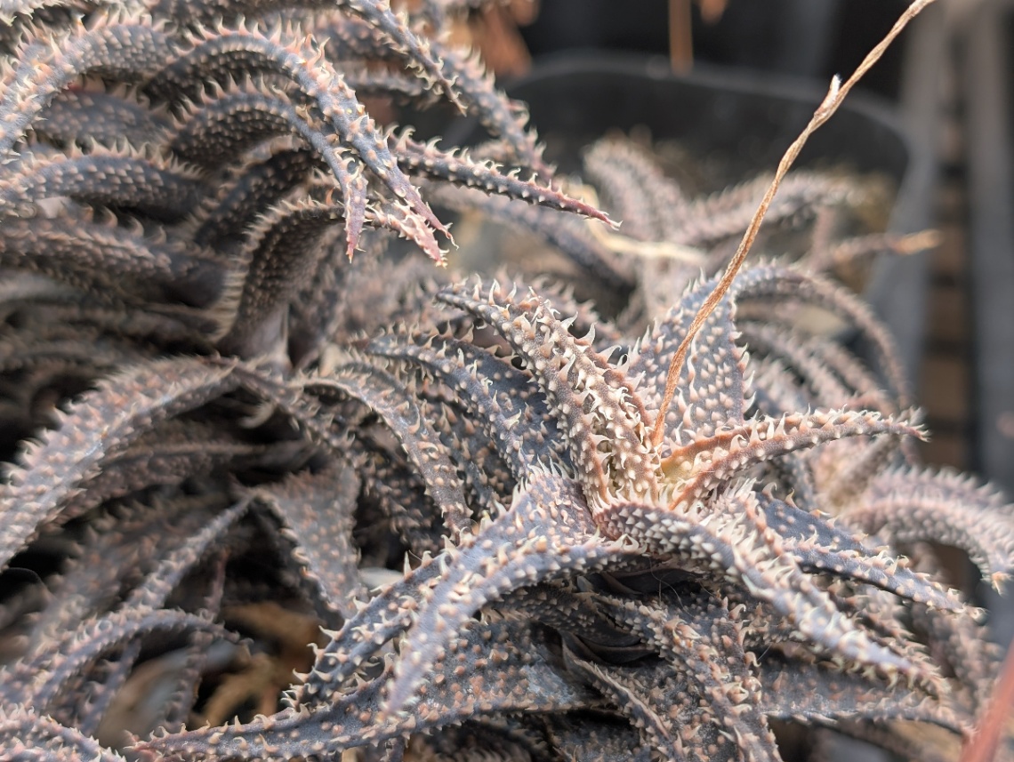 Aloe hyb DW-35 の画像