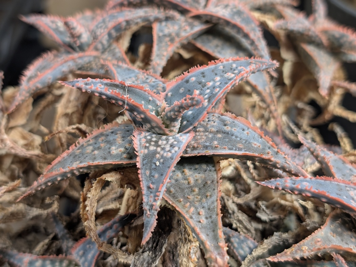 Aloe hyb 'donnie' の画像