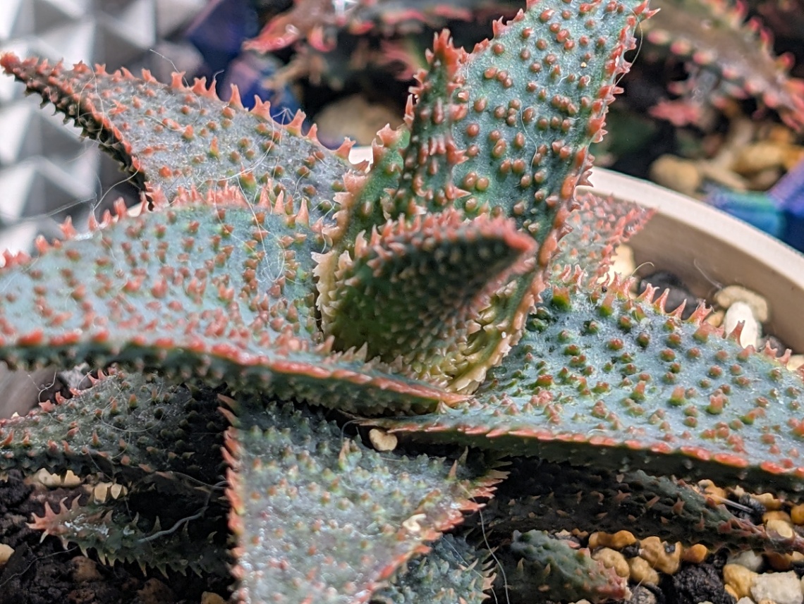 Aloe hyb 'Little Spikey' の画像