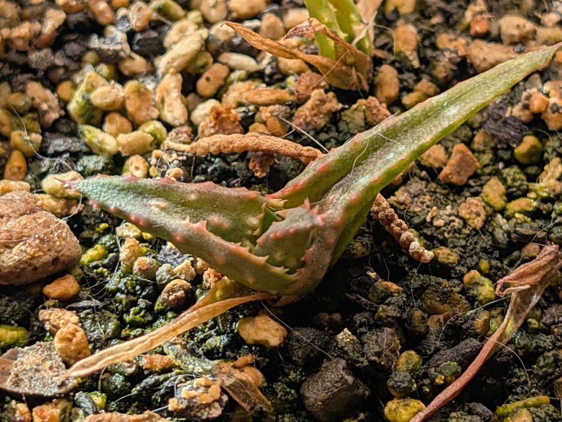 Aloe hyb の画像