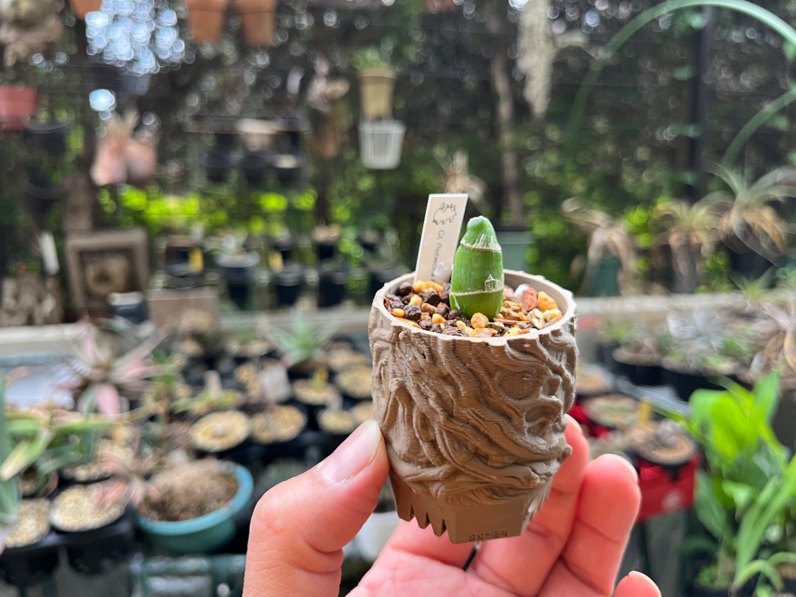 分け株を頂きました の画像