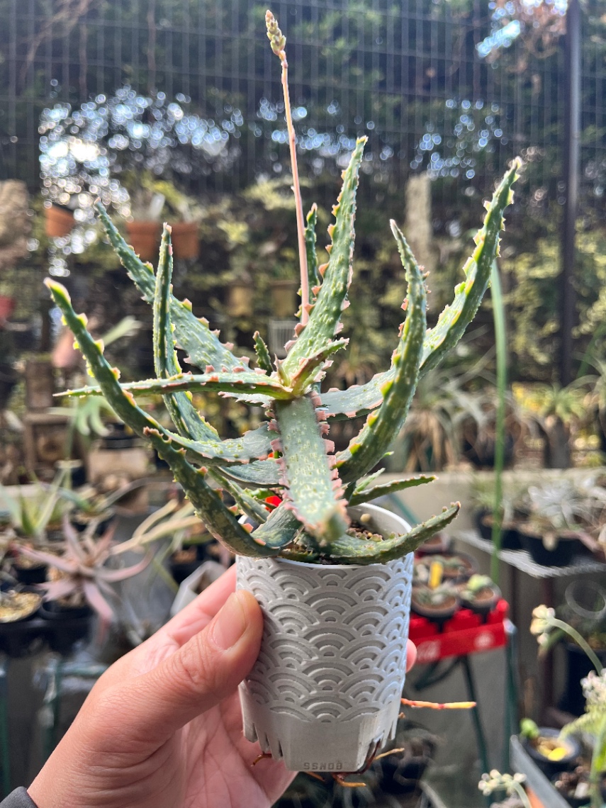 Aloe 'Gargoyle' の画像