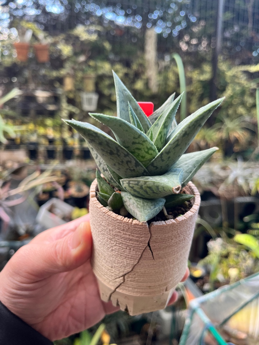 Aloe 'Yoru no  Hime' の画像