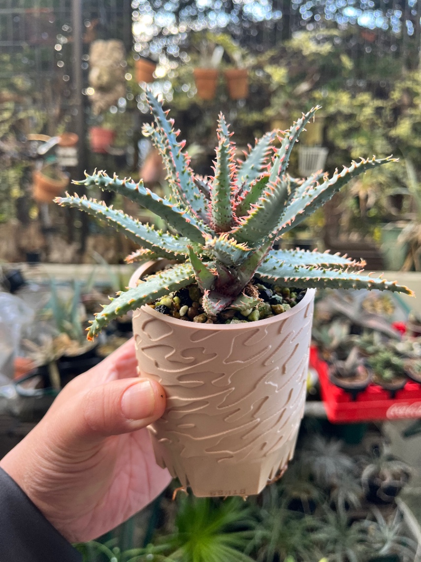 Aloe 'Wiley Coyotee' の画像