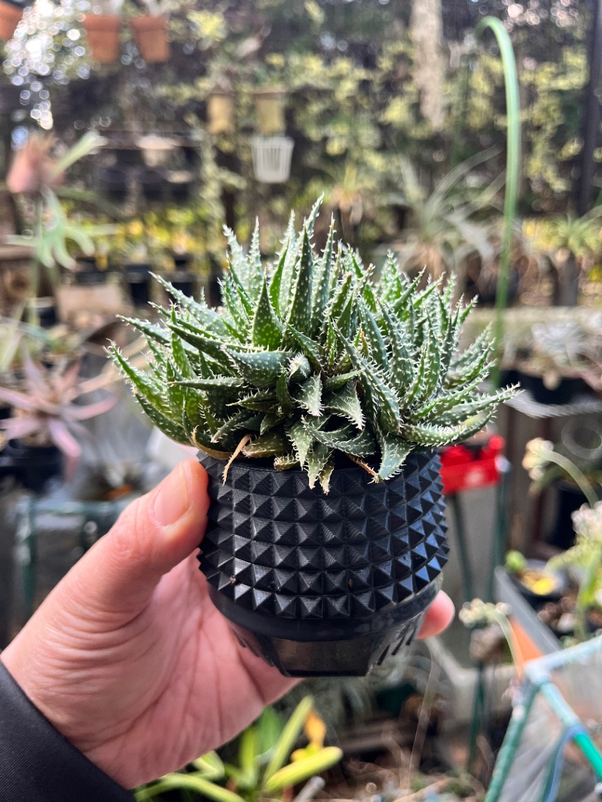 Aloe 'Dentiti' の画像