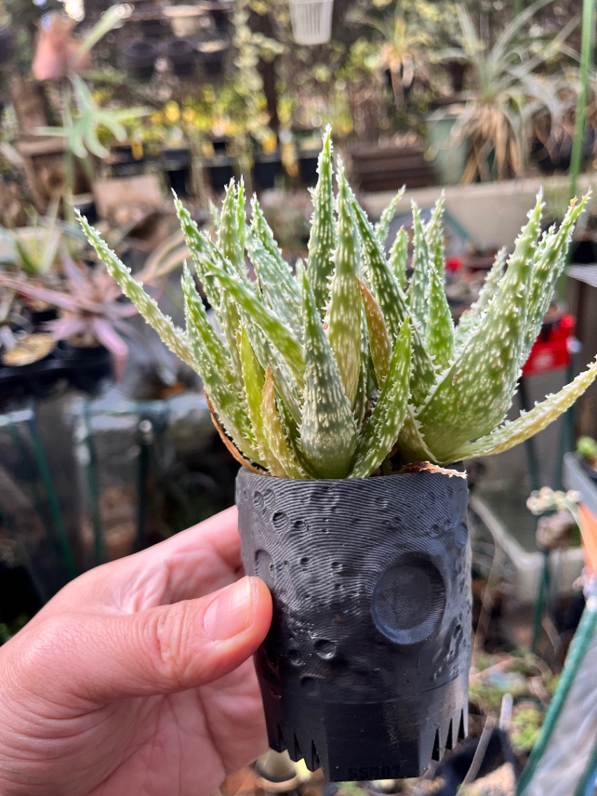 Aloe 'Godzilla' D.W Premium No.9① の画像
