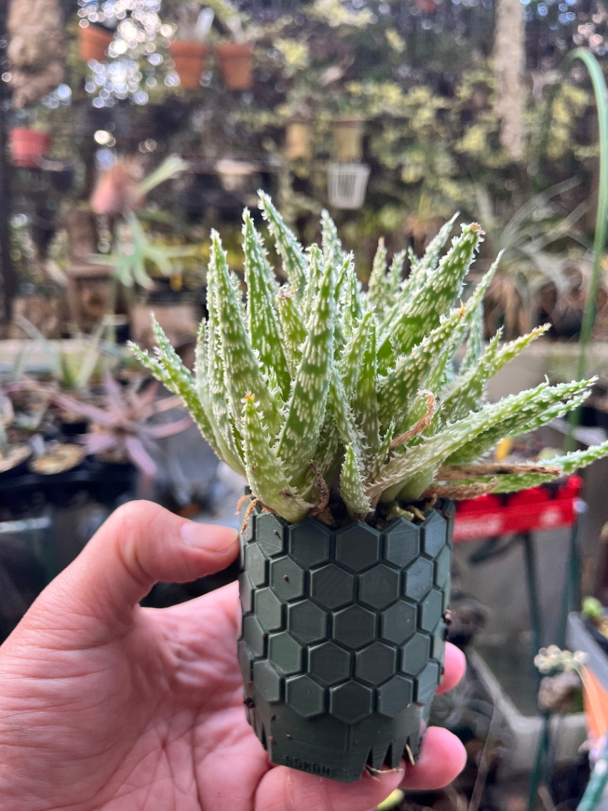 Aloe 'Godzilla' D.W Premium No.9② の画像