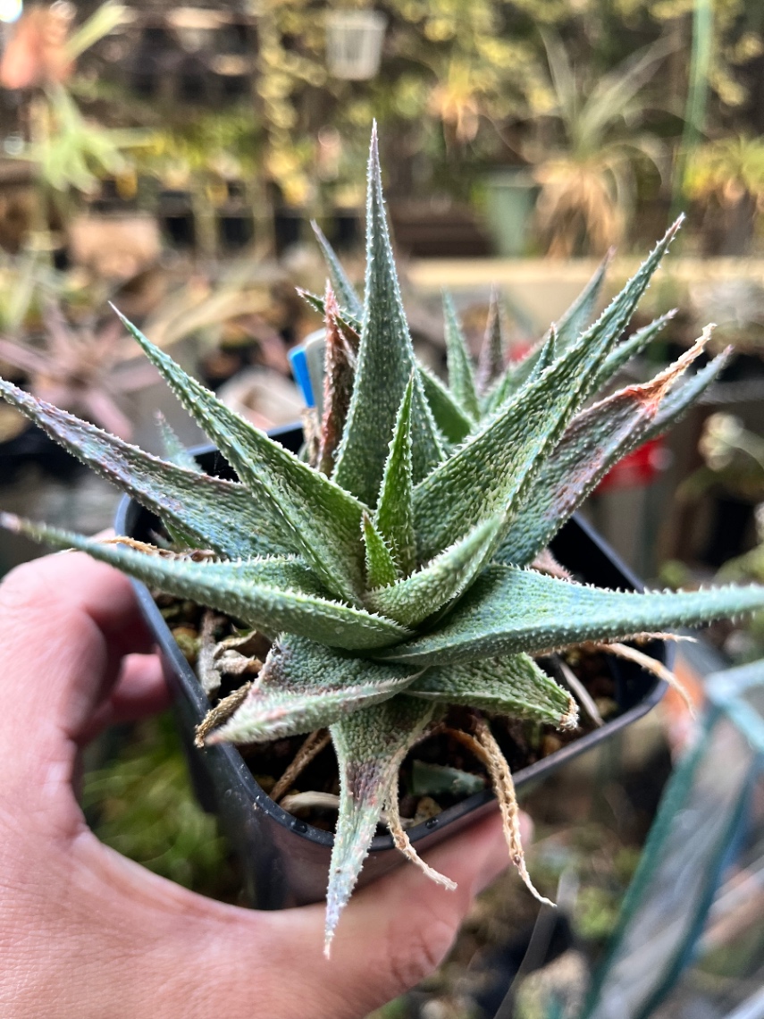 Aloe 'Harry Butterfield' の画像