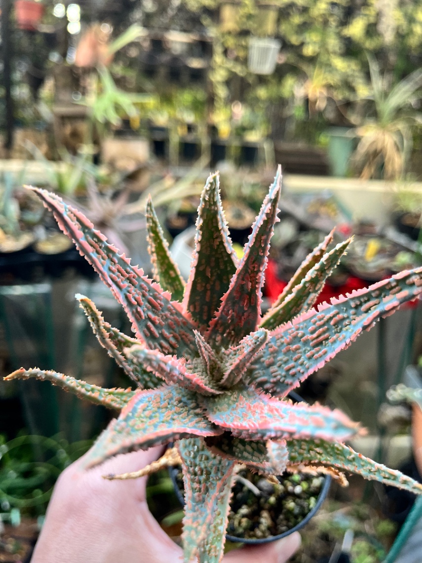 Aloe 'DZ' の画像