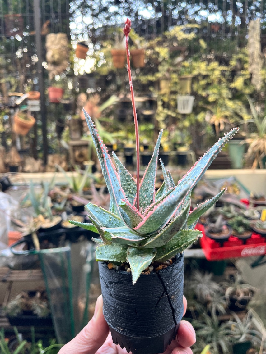 Aloe 'Flamingo' の画像