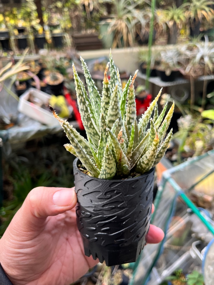 Aloe D.N premium No.27 'Black Sunrise' の画像