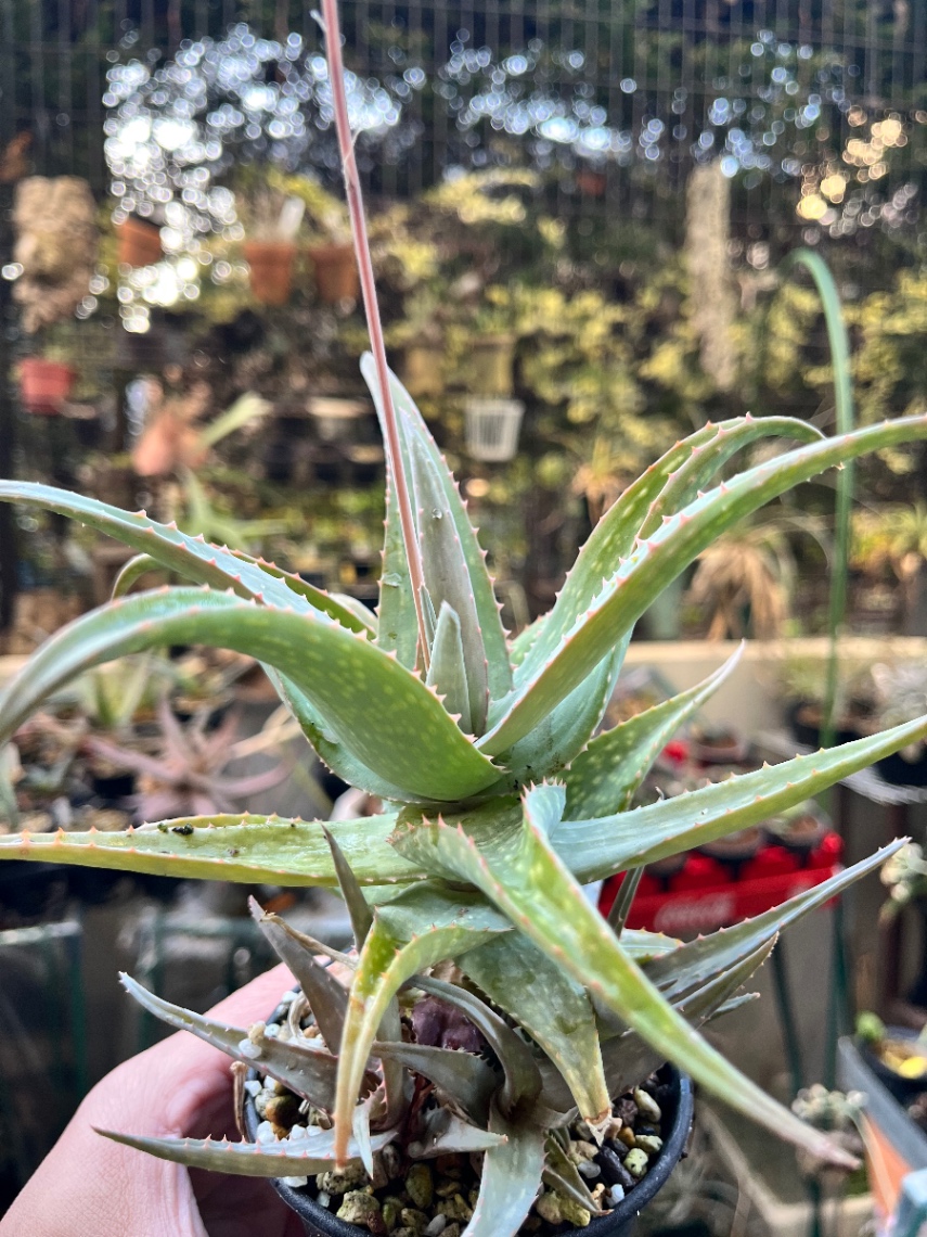 Aloe hyb. castilloniae x ruffingiana の画像