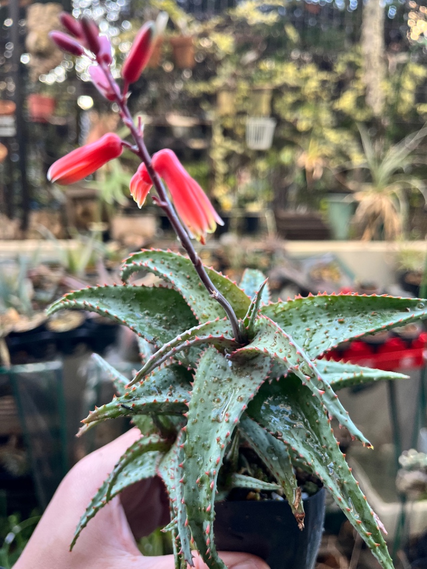 Aloe hyb. castilloniae × の画像