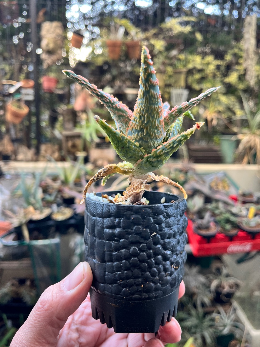 Aloe hyb. の画像