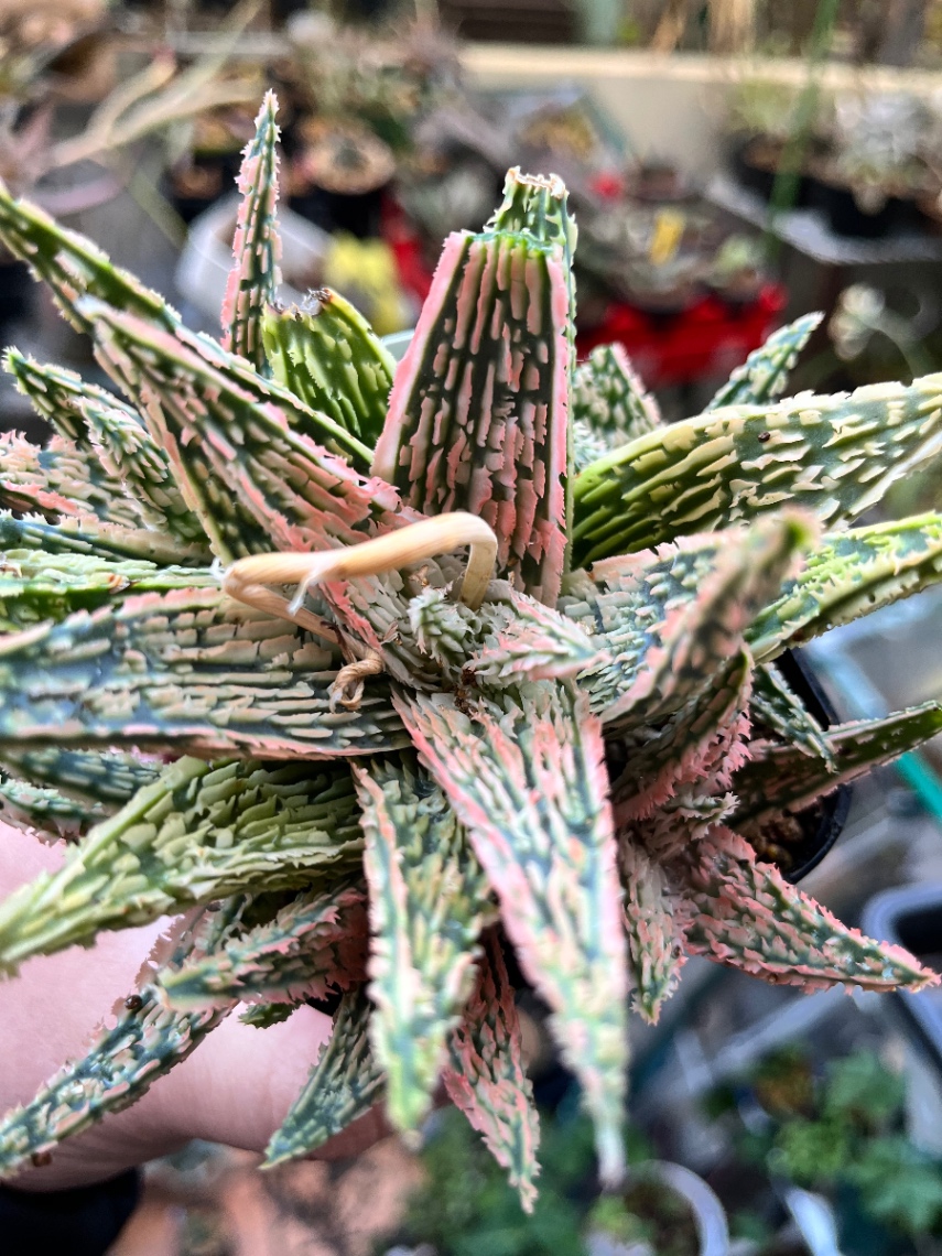 Aloe hyb. の画像